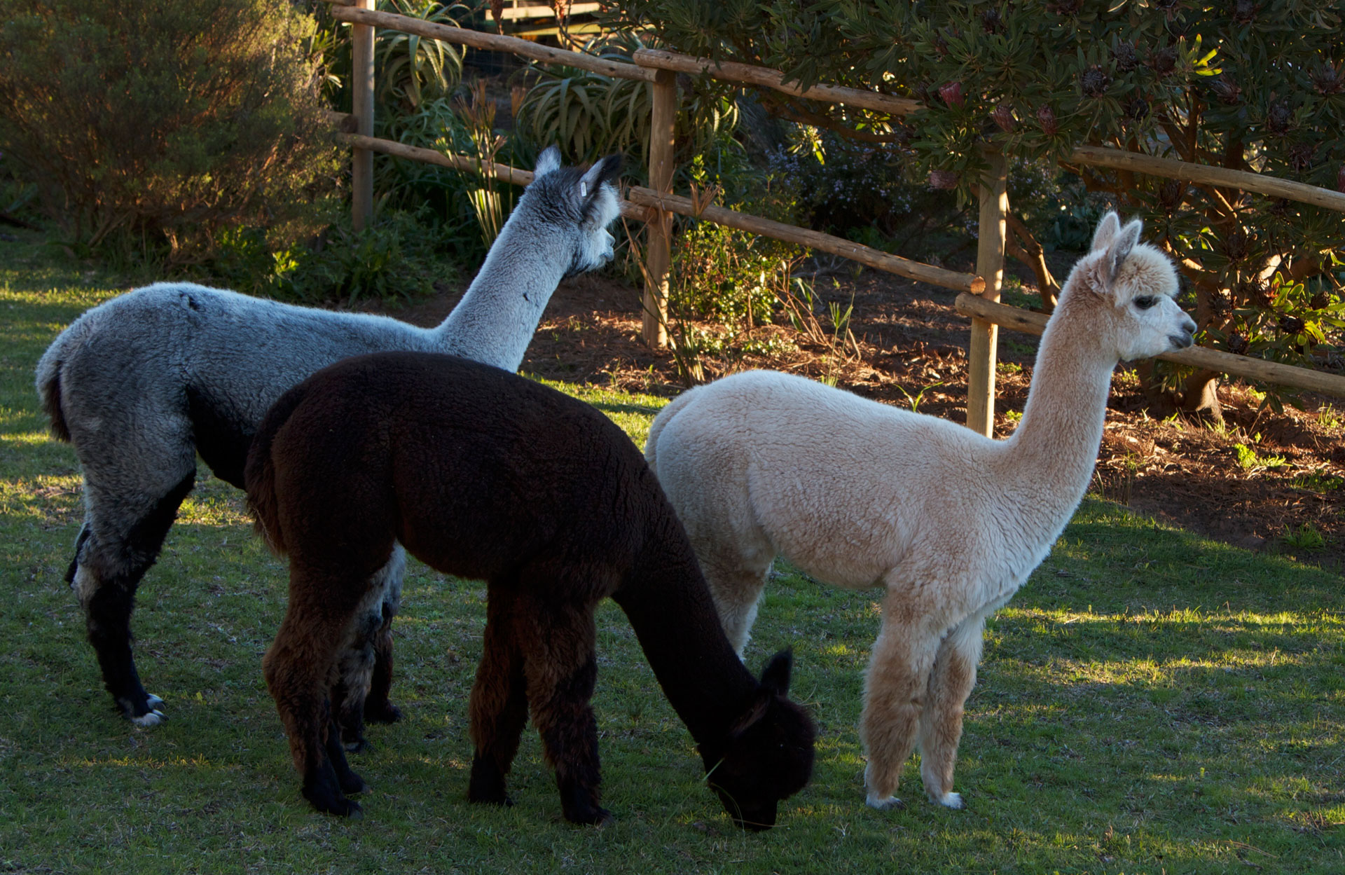 alpacas